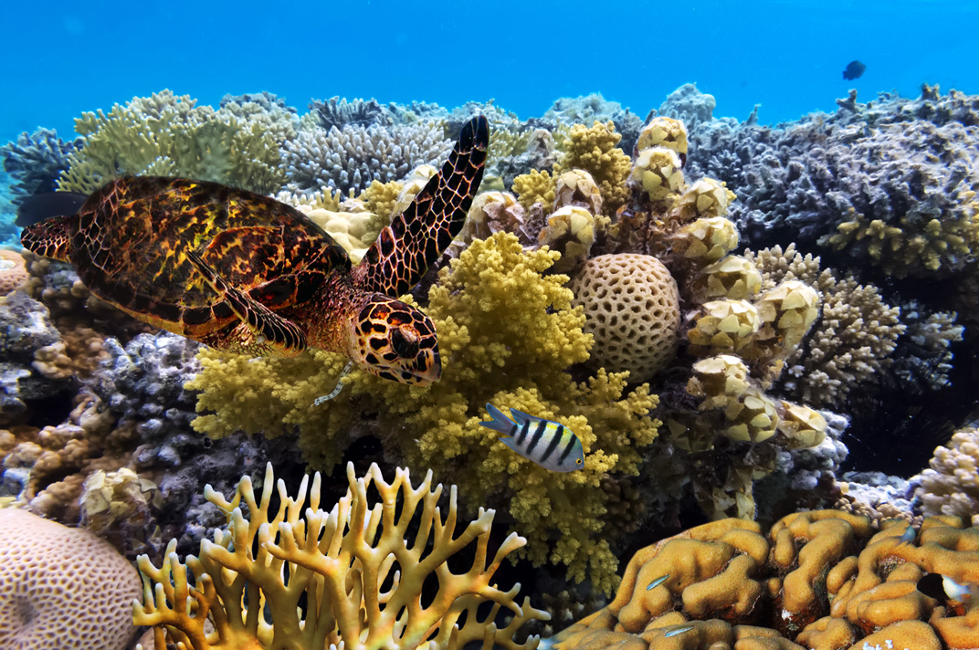 Advocacy for Animals A green sea turtle along the Great Barrier Reef.